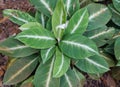 Close up of the green and white leaves of Spathiphyllum Silver Streak Royalty Free Stock Photo