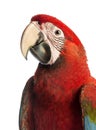 Close-up of a Green-winged Macaw, Ara chloropterus, 1 year old Royalty Free Stock Photo
