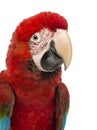 Close-up of a Green-winged Macaw, Ara chloropterus, 1 year old Royalty Free Stock Photo