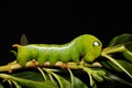 Close up green worm or Daphnis neri worm in nature and enviroment Royalty Free Stock Photo