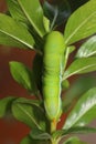 Close up green worm or Daphnis neri worm in nature and enviroment Royalty Free Stock Photo