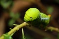 Close up green worm or Daphnis neri worm in nature and enviroment Royalty Free Stock Photo