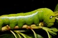 Close up green worm or Daphnis neri worm in nature and enviroment Royalty Free Stock Photo