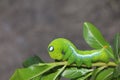 Close up  green worm or Daphnis neri worm on the stick tree in nature and enviroment Royalty Free Stock Photo