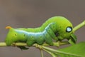 Close up  green worm or Daphnis neri worm on the stick tree in nature and enviroment Royalty Free Stock Photo