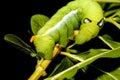 Close up green worm or Daphnis neri worm on the stick tree in nature and enviroment Royalty Free Stock Photo