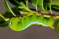 Close up green worm or Daphnis neri worm on the stick tree in nature and enviroment Royalty Free Stock Photo