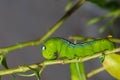 Close up green worm or Daphnis neri worm on the stick tree in nature and enviroment Royalty Free Stock Photo