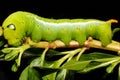 Close up green worm or Daphnis neri worm on the stick tree in nature and enviroment Royalty Free Stock Photo