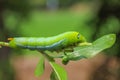 Close up green worm or Daphnis neri worm on the stick tree in nature and enviroment Royalty Free Stock Photo