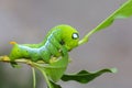 Close up green worm or Daphnis neri worm on the stick tree in nature and enviroment Royalty Free Stock Photo