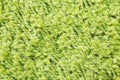 Close up of green yarn carpet Royalty Free Stock Photo