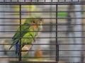 Close-up green, yellow, blue colored lovebirds standing in cage at pets shop Royalty Free Stock Photo