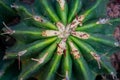 Close up on Green and Yellow Cactus flower, macro photo, Top view. Royalty Free Stock Photo