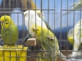 Close-up green-yellow colored lovebirds standing in cage Royalty Free Stock Photo