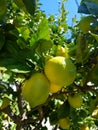 Close up green yellow lemons on tree 4k