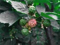 close up of green young Blackberrys on a blackberry bush on a farm Royalty Free Stock Photo