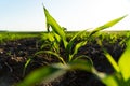 Close up green young corn maize plants. Young corn field with sunset. Fresh green sprouts of maize Royalty Free Stock Photo