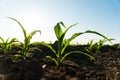 Close up green young corn maize plants. Fresh green sprouts of maize. Growing corn. Agrarian business. Agricultural scene. Royalty Free Stock Photo