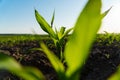 Close up green young corn maize plants. A maize rossada grows from seed from the ground in a field. Growing corn. Royalty Free Stock Photo