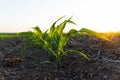 Close up green young corn plants. Cornfield with sunset sun Royalty Free Stock Photo