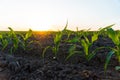 Close up green young corn plants. Small corn plants growing in row in cultivated field. Green corn field in early stage Royalty Free Stock Photo