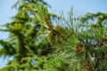 Close-up of green young female cones of Pinus pinaster, the maritime pine or cluster pine. It is hard, fast growing pine in Adler Royalty Free Stock Photo