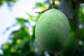 A Close Up of Green Young Mango in Tree with Blurred Background Royalty Free Stock Photo