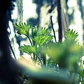 Close up of green young nettle growing in the forest.