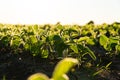 Close up green young soy plants. Fresh green sprouts of soy. Growing soy. Agrarian business. Agricultural scene. Selective focus Royalty Free Stock Photo
