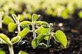 Close up green young soy plants. A soy rossada grows from seed from the ground in a field. Growing Soy. Royalty Free Stock Photo