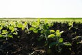 Close up green young soy plants. Small soybean plants growing in row in cultivated field. Green soya field in early stage Royalty Free Stock Photo