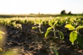 Close up green young soybean plants growing in a soil on agricultural field. Soy bean plants. Soy field with sunset sun Royalty Free Stock Photo