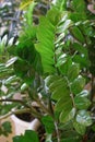 Close up of green zamioculcas  zamia plant  minimalistic style Royalty Free Stock Photo