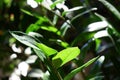 Close up of green zamioculcas  zamia plant  minimalistic style Royalty Free Stock Photo