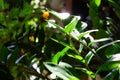 Close up of green zamioculcas  zamia plant  minimalistic style Royalty Free Stock Photo