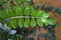 Close up of green zamioculcas  zamia plant  minimalistic style Royalty Free Stock Photo