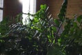 Close up of green zamioculcas  zamia plant  minimalistic style Royalty Free Stock Photo