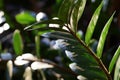 Close up of green zamioculcas  zamia plant  minimalistic style Royalty Free Stock Photo