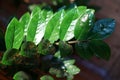 Close up of green zamioculcas  zamia plant  minimalistic style Royalty Free Stock Photo