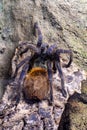 Greenbottle blue tarantula chromatopelma cyaneopubescens Royalty Free Stock Photo