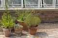 Four clay pots with herbs plant in front of Greenhouse windows
