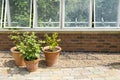 Three clay pots in front of Greenhouse windows