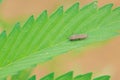 Buprestidae beetle