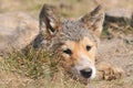 Close-up of greenlandic puppy dog