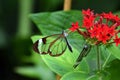 Greta oto, window butterflies on red flower Royalty Free Stock Photo