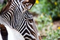 Close-up of Grevy's Zebra