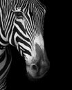 Close-up of Grevy zebra face in mono