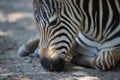Close-up of Grevy zebra foal lying down Royalty Free Stock Photo