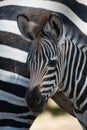 Close-up of Grevy zebra foal by mother Royalty Free Stock Photo